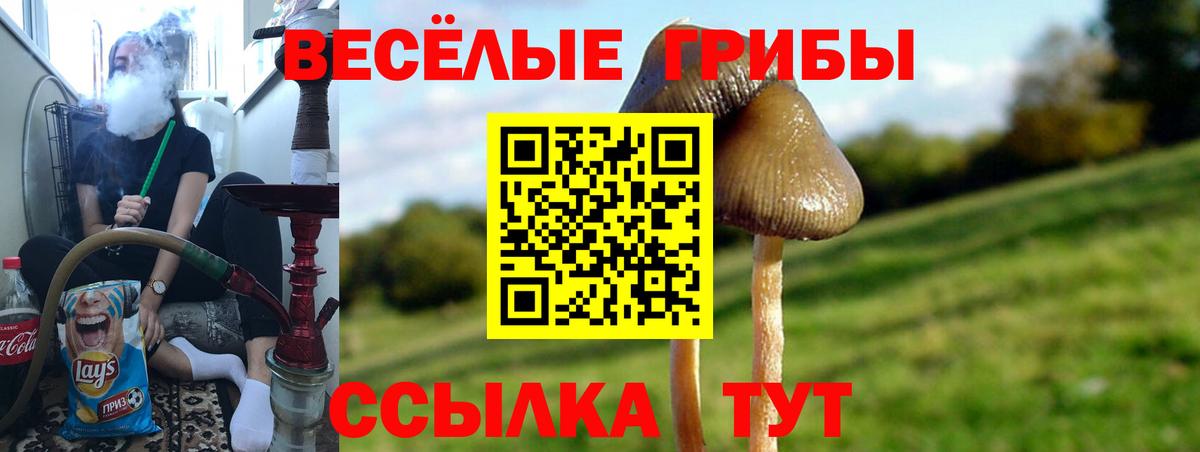 Псилоцибиновые грибы Psilocybe Отрадный